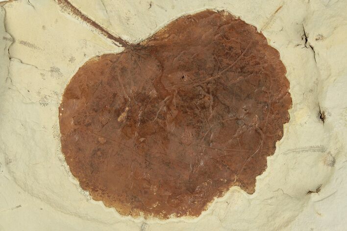 Fossil Leaf (Zizyphoides) - Montana #203353